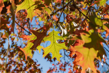 tree leaf with details of its structure in Argentina