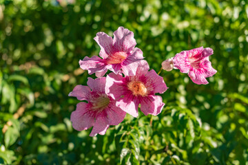 Naklejka premium Detail of flowers illuminated by the sunset sun in Argentina
