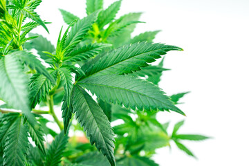 Overhead shot of Cannabis plant leaf against white background