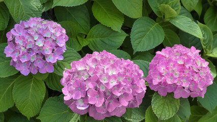 紫陽花（Hydrangea）