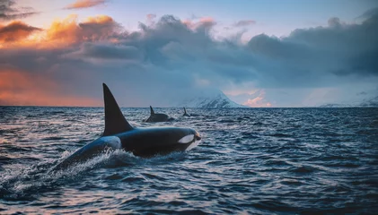 Deurstickers Orca Orca Killerwhale reizen op oceaanwater met zonsondergang Noorwegen Fiords op winter achtergrond