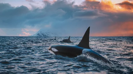 Fotobehang Orca Orca Killerwhale reizen op oceaanwater met zonsondergang Noorwegen Fiords op winter achtergrond