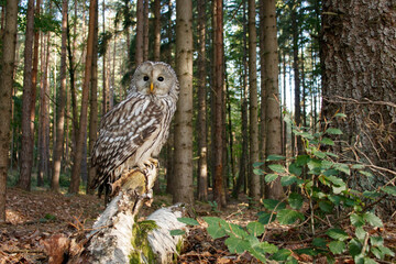 Owl in forest. Ural owl, Strix uralensis, perched on rotten birch trunk. Beautiful grey owl in...