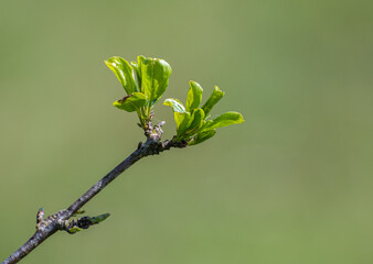 Green shoots of spring
