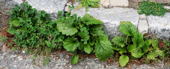 Weed control in the city. Dandelion and clover on the sidewalk between the paving bricks
