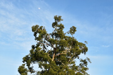 large eucalypt tree against blue sky with moon and whispy clouds