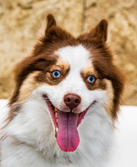 White, Brown and Tan Pomeranian and Husky (Pomsky) mixed breed dog