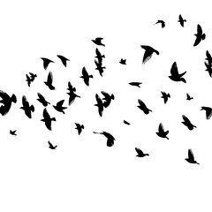 A flock of flying birds. Vector illustration