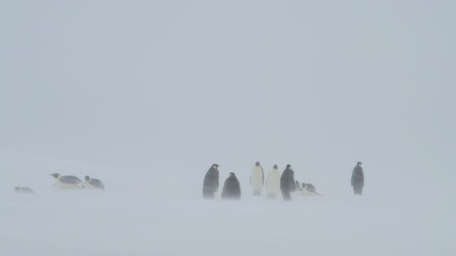 Emperor Penguins in snow storm on the ice in Antarctica
