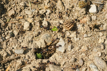 Macro view of black ants hill working on ground nest,animal insect wildlife 