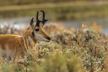 2021-05-10 A CLOSE UP PHOTOGRAPH OF PRONGHORN IN YELLOWSTONE NATIONAL PARK
