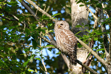 A wild adult barred owl watches from the branch of a tree.  The raptor is clearly visible during the daylight as the sun shines on the owl.