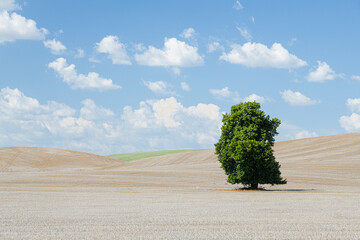 Lone tree in the Palouse farmland of Eastern Washington State under pastel blue sky with passing fluffy clouds