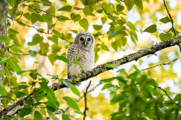 A young wild barred owlet sitting on an old tree branch is back lit by golden leaves in a natural woodland in the raptors expanding range in the Pacific Northwest