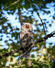 A barred owl in the forest calling with its beak open.  These raptors have spread into the Pacific Northwest