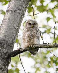 A young barred owlet sits high in the forest on a branch.  The immature owl still has a lot of down even though it can fly
