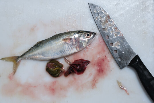Selective focus picture of fish  and internal organ on chopping board with knife insight before been cut and cook.