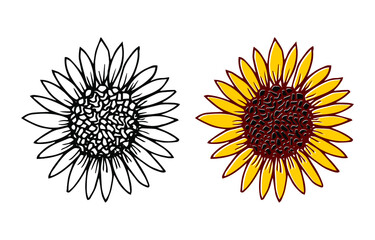 Set of two hand drawn sunflower heads, monochrome and yellow on white background. Botanical floral vector illustration, floral icon