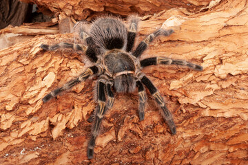 Chaco Golden Knee Tarantula (Grammostola aureostrista).