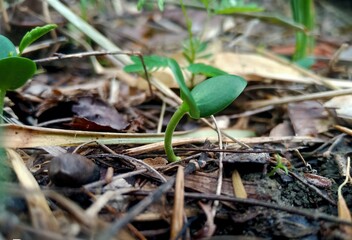 Awesome this picture of germination.