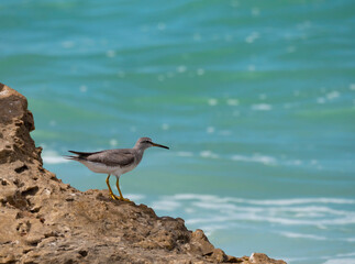 Grey-Tailed Tattler