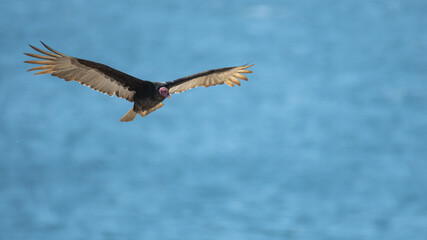 turkey vulture in flight over san fernando reserve