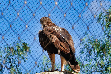 Selective focus of an eagle perched on a rock in a zoo under the sunlight and a blue sky