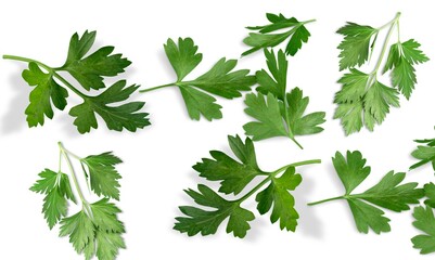 Cilantro.