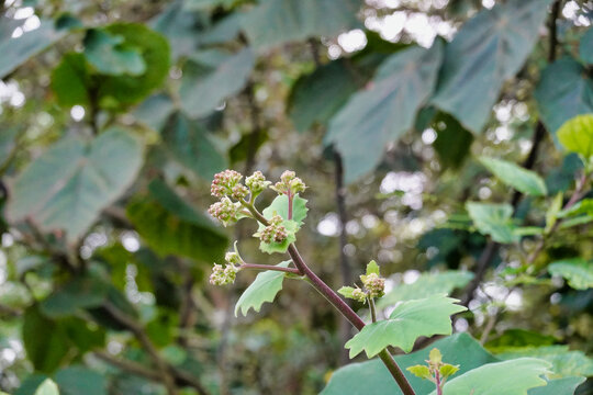 Closeup of roldana petasitis buds in a field in the daylight with a blurry background