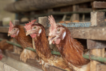 Chicken eggs heather on farm