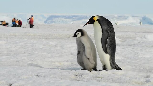 Emperor Penguins with chicks close up in Antarctica