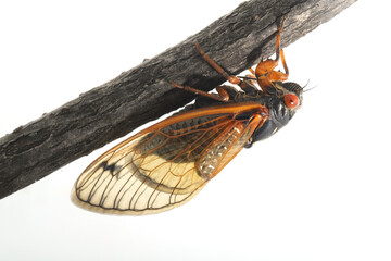 Cassin's periodical cicada clinging to the underside of a branch on a white background. This is one of three species of the Brood X group of 17-year periodical cicadas. 