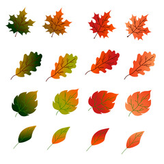 Colored autumn leaves. A set of leaves - maple, oak, birch and others. Vector illustration. For the design of prints, cards, flyers, clothing, packaging, brochures and covers.