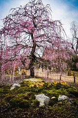 Obraz premium 鈴鹿、梅林とその付近の風景