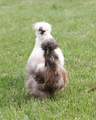 A Pair of Little Silkie Chickens in Rural Pennsylvania
