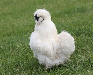 A Little Silkie Rooster on a Farm in Pennsylvania