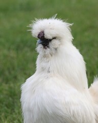 A Little Silkie Rooster on a Farm in Pennsylvania