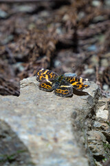 サカハチチョウ