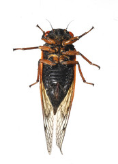 Underside of a female Dwarf Periodical Cicada (Magicicada cassini). The tip of the ovipositor can be seen on the abdomen.  The black abdomen is a characteristic of the Dwarf Periodical Cicada. 
