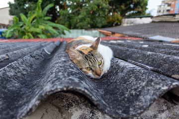 cat on the roof