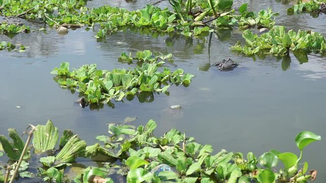 Green grass (Common water hyacinth, hon ngung choi, water cabbage etc) floating in the river with a natural background