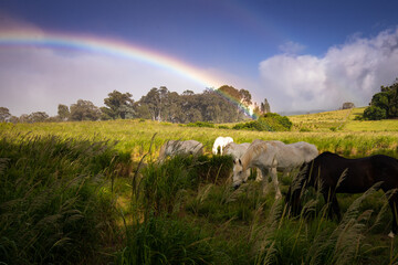 Rainbow over horse field, upcountry Maui