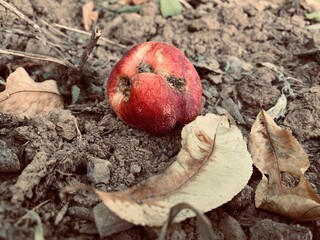 rotten apple on the ground