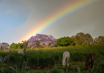 Rainbow over horse field, upcountry Maui