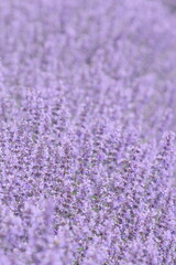 満開のキャットミント