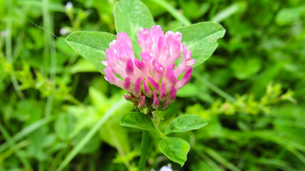 Red clover on the background of nature