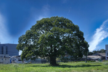 大きな木