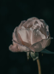 Rose on Vintage style; nature background