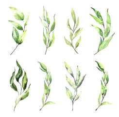 Fototapeta premium Watercolor floral illustration set - green eucalyptus leaf branches collection, for wedding invitation, greetings cards, wallpapers, background. Eucalyptus, green leaves. High quality illustration