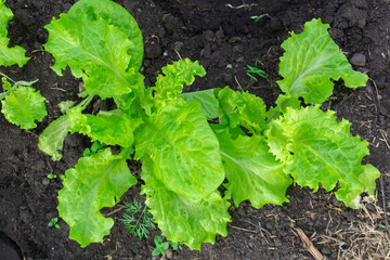 Green salad on the bed. The garden with your own hands. Eco-friendly food